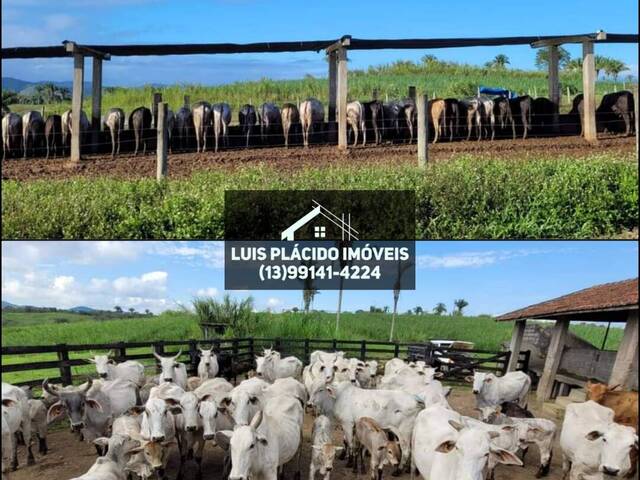#15 - Fazenda para Venda em Registro - SP
